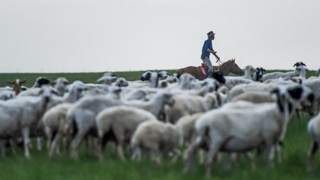 An Inner Mongolian herds sheep on a grassland.